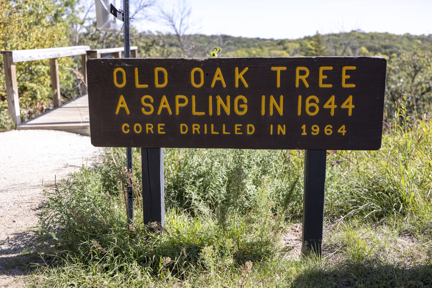 Old oak tree in Ponca State Park
